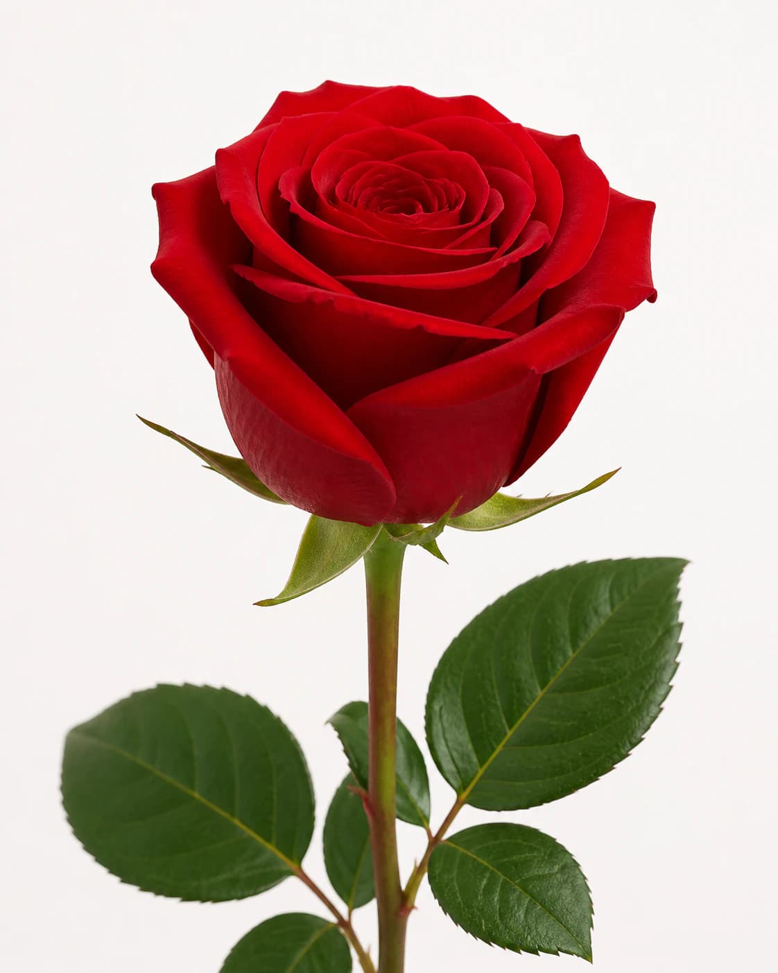 Representative red Standard Rose category image