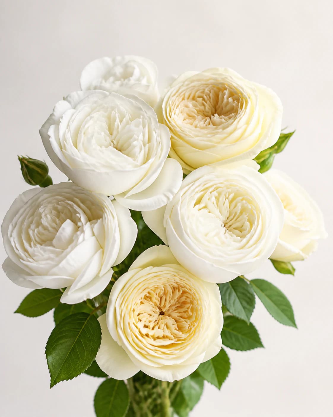 Representative white and ivory Garden Rose category image