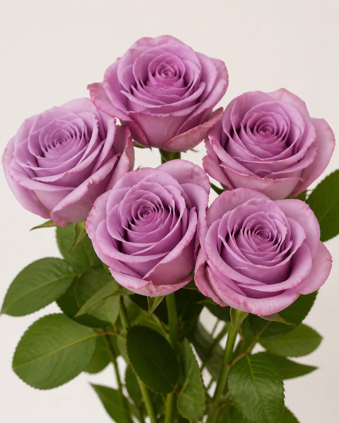 Representative lavender Standard Rose category image