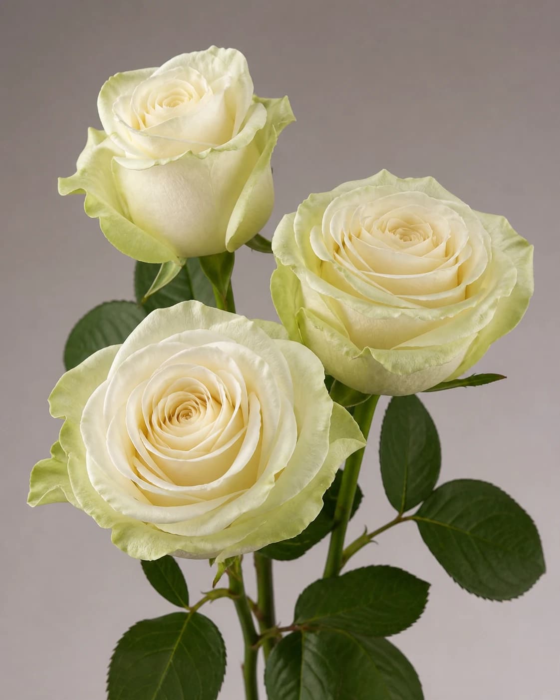 White Mondial roses, Founder-reviewed reference-derived image