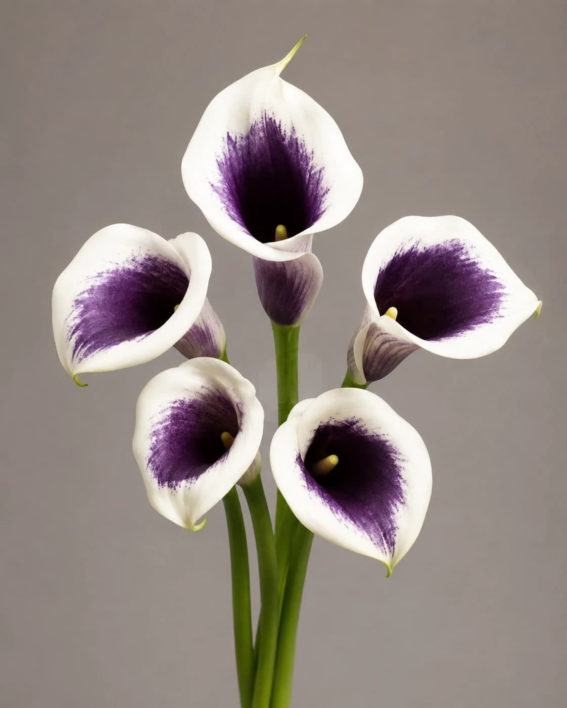 Purple and white Picasso mini calla lilies, Founder-reviewed reference-derived image