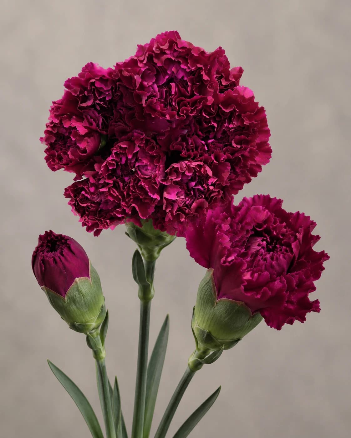 Purple Golem carnations, Founder-reviewed reference-derived image