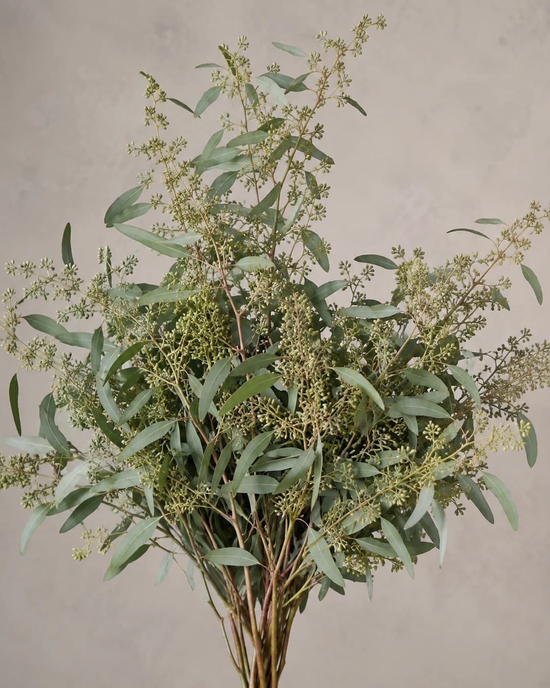 Seeded eucalyptus, Founder-reviewed reference-derived image