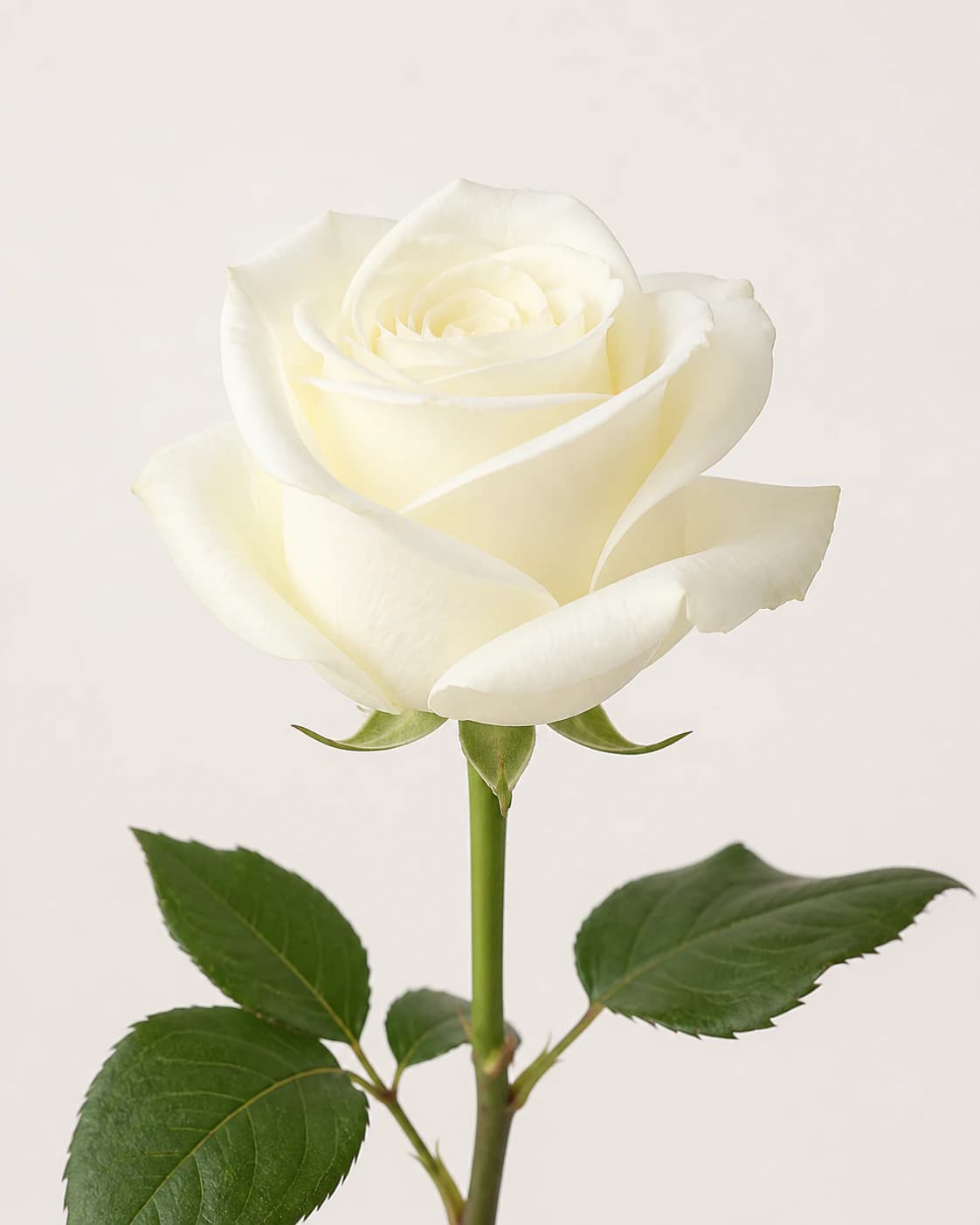 Representative white and ivory Standard Rose category image