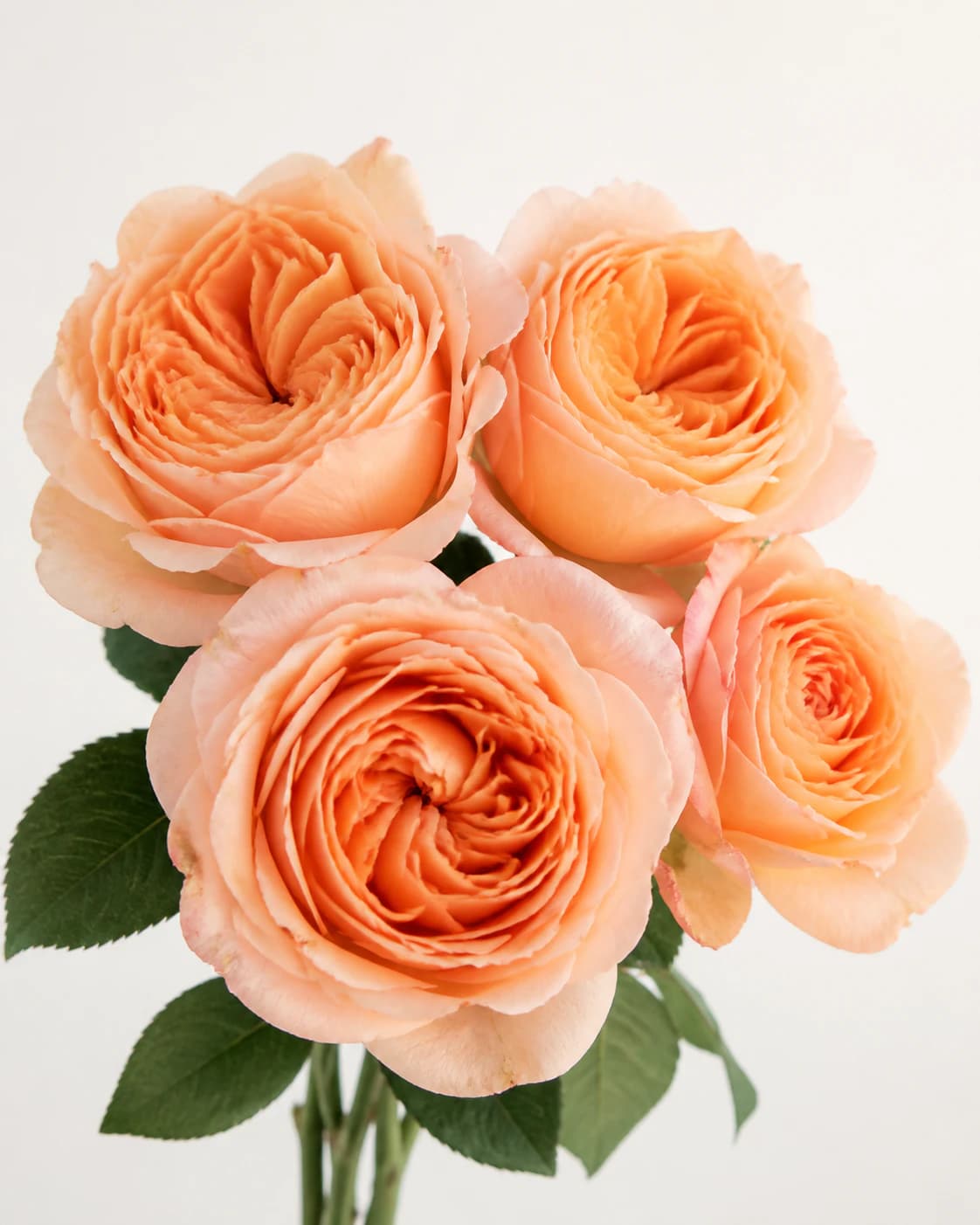 Representative peach Garden Rose category image