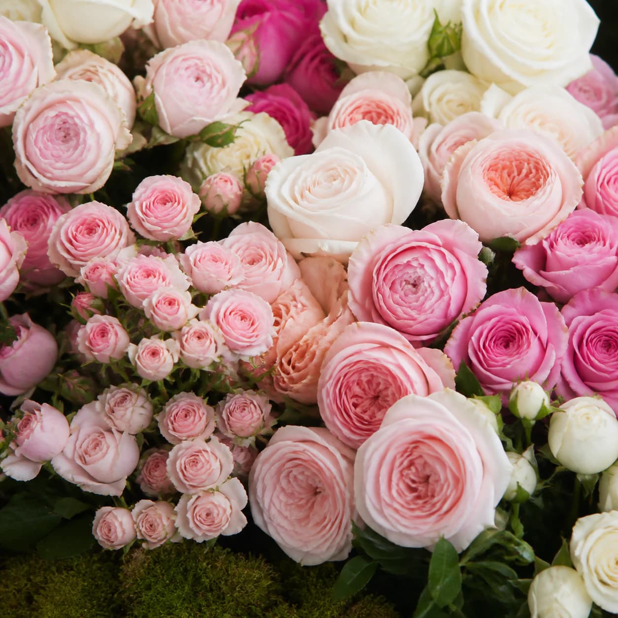 A representative collection of wholesale roses